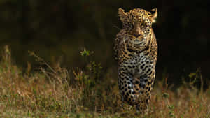 Majestic Leopard Approach4 K Wallpaper