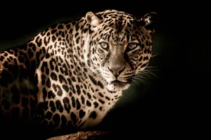 Majestic_ Leopard_ Portrait Wallpaper