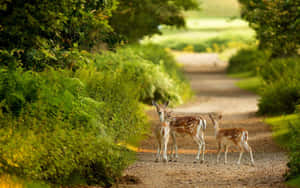 Majestic Lion: King Of The African Savannah Wallpaper