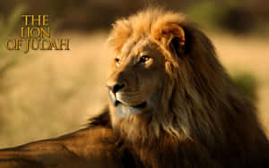 Majestic Lion Of Judah Roaring In The Wild Wallpaper