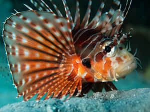 Majestic Lionfish Displaying Its Vibrant Fins Wallpaper