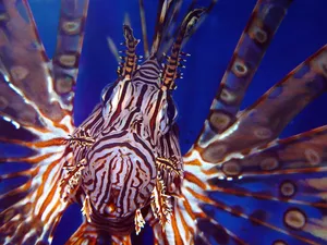 Majestic Lionfish In The Deep Blue Wallpaper
