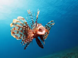 Majestic Lionfish In Vibrant Underwater Scene Wallpaper
