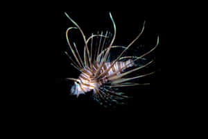 Majestic Lionfish Swimming In The Ocean Depths Wallpaper