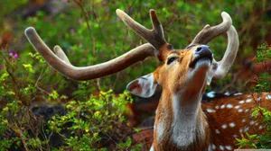 Majestic Lone Elk Amid Nature's Serenity Wallpaper