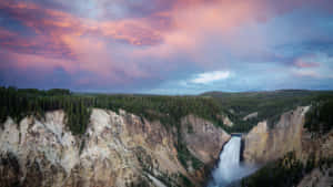 Majestic Lone Tree Against The Majestic Yellowstone Wallpaper