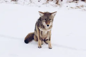 Majestic Lone Wolf In Chilly Winter Wallpaper