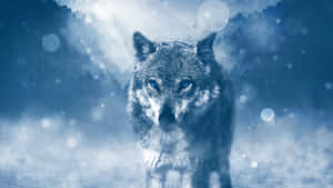 Majestic Lone Wolf In Moonlight Wallpaper