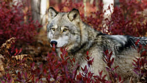 Majestic Lone Wolf In The Woods Wallpaper