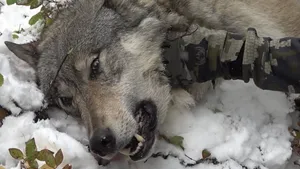 Majestic Lone Wolf Roaming In Snowy Forest Wallpaper