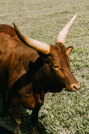 Majestic Longhorn Cattle Grassland.jpg Wallpaper