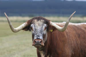 Majestic Longhorn Cattle Portrait.jpg Wallpaper