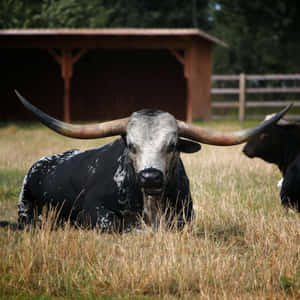 Majestic Longhorn Cattle Resting Wallpaper