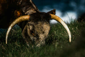 Majestic Longhorn Grazing Evening Light Wallpaper