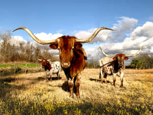 Majestic_ Longhorns_in_ Field.jpg Wallpaper