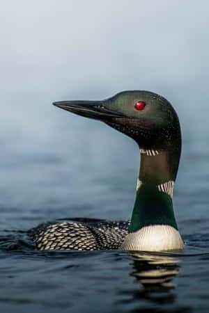 Majestic_ Loon_ Closeup Wallpaper