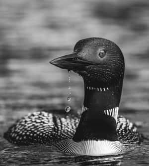 Majestic_ Loon_in_ Water_ B W Wallpaper