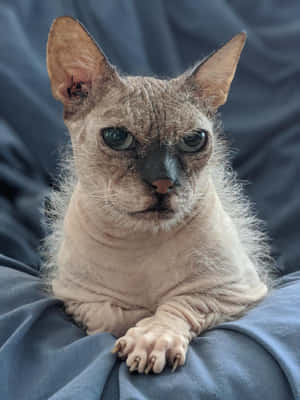 Majestic Lykoi Cat Posing For A Portrait Wallpaper