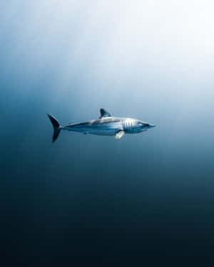 Majestic Mako Shark Swimming Underwater.jpg Wallpaper