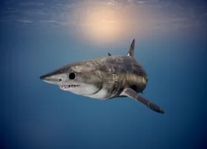 Majestic Mako Shark Swimming Wallpaper