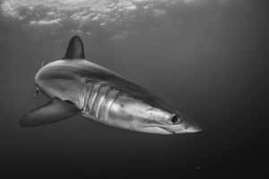 Majestic Mako Shark Underwater Wallpaper