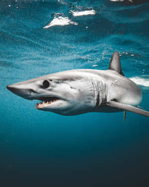 Majestic Mako Shark Underwater Wallpaper