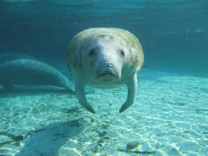 Majestic Manatee Swimming In Clear Blue Water Wallpaper