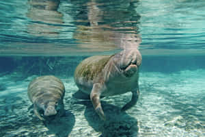 Majestic Manatee Swimming Underwater Wallpaper