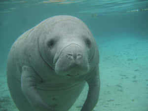 Majestic Manatees Swimming Serenely In Clear Water Wallpaper