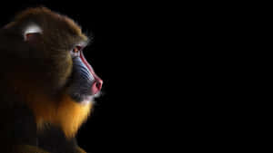 Majestic Mandrill Portrait Wallpaper