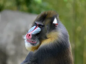 Majestic Mandrill Portrait Wallpaper
