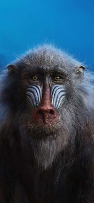 Majestic Mandrill Portrait Wallpaper