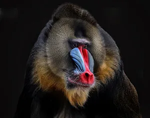 Majestic_ Mandrill_ Portrait Wallpaper