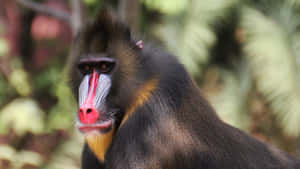 Majestic Mandrill Portrait Wallpaper