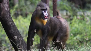 Majestic Mandrillin Natural Habitat Wallpaper