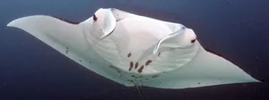 Majestic Manta Ray Glides Through Crystal Clear Waters Wallpaper