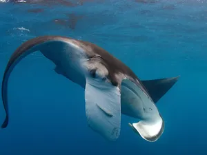 Majestic Manta Ray Gliding Gracefully Underwater Wallpaper