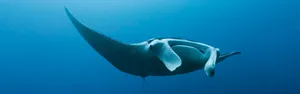 Majestic Manta Ray Gliding Through Ocean Depths Wallpaper