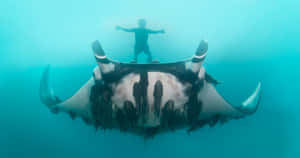 Majestic Manta Ray Gliding Through The Ocean Depths Wallpaper