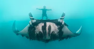 Majestic Manta Ray Gliding Through The Ocean Depths Wallpaper