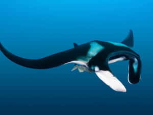 Majestic Manta Ray Gliding Underwater.jpg Wallpaper