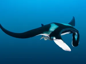 Majestic Manta Ray Gliding Underwater.jpg Wallpaper