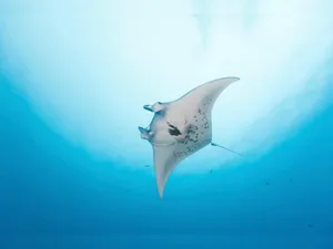 Majestic Manta Ray Gliding Underwater.jpg Wallpaper