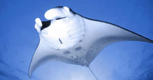 Majestic Manta Ray Gliding Underwater Wallpaper