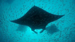 Majestic_ Manta_ Ray_ Swimming_with_ Fish Wallpaper