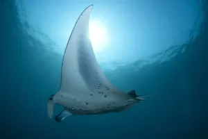 Majestic Manta Ray Underwater Wallpaper