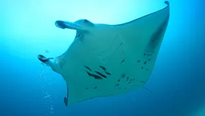 Majestic Manta Ray Underwater Wallpaper
