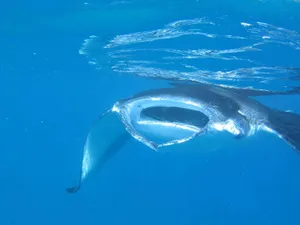 Majestic Manta Ray Underwater.jpg Wallpaper