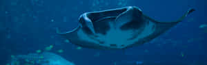 Majestic Manta Ray Underwater Wallpaper