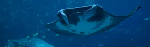Majestic Manta Ray Underwater Wallpaper